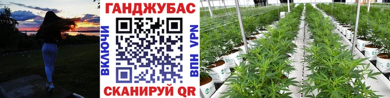 блэк спрут ссылка  где можно купить   Нея  Каннабис индика 